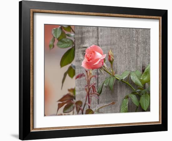Pink rose-Michael Scheufler-Framed Photographic Print