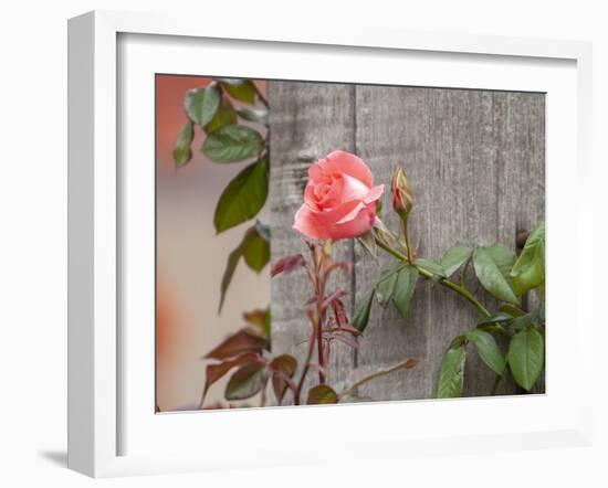 Pink rose-Michael Scheufler-Framed Photographic Print