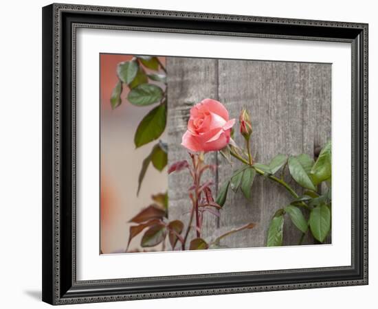 Pink rose-Michael Scheufler-Framed Photographic Print