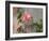 Pink rose-Michael Scheufler-Framed Photographic Print