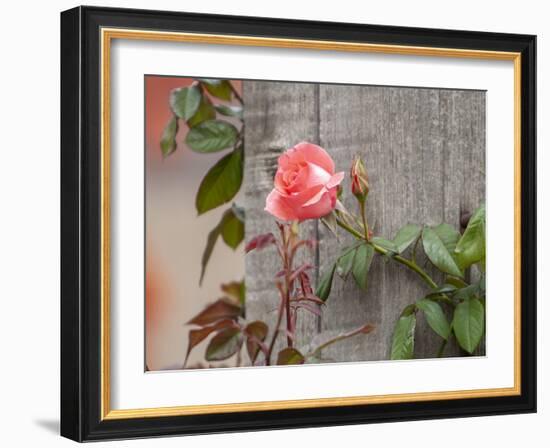 Pink rose-Michael Scheufler-Framed Photographic Print
