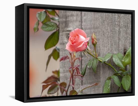 Pink rose-Michael Scheufler-Framed Premier Image Canvas