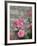 Pink Roses Against Stone Wall, Burgundy, France-Lisa S^ Engelbrecht-Framed Photographic Print