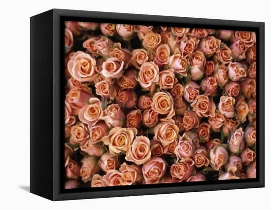 Pink Roses at Albert Kuyp Market-Owen Franken-Framed Premier Image Canvas