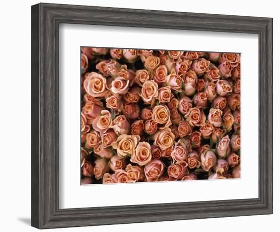 Pink Roses at Albert Kuyp Market-Owen Franken-Framed Photographic Print