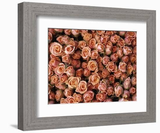 Pink Roses at Albert Kuyp Market-Owen Franken-Framed Photographic Print