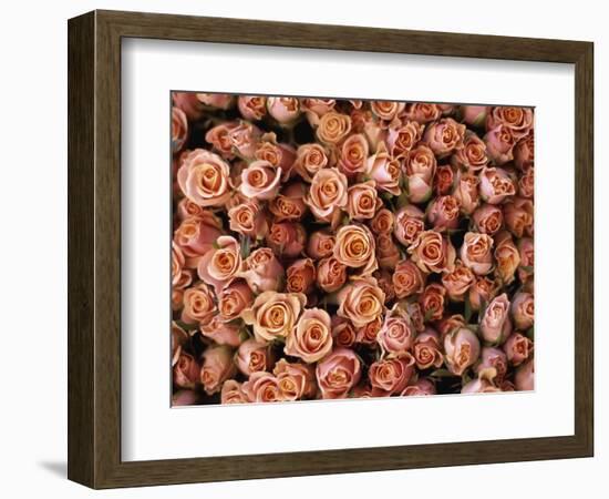 Pink Roses at Albert Kuyp Market-Owen Franken-Framed Photographic Print