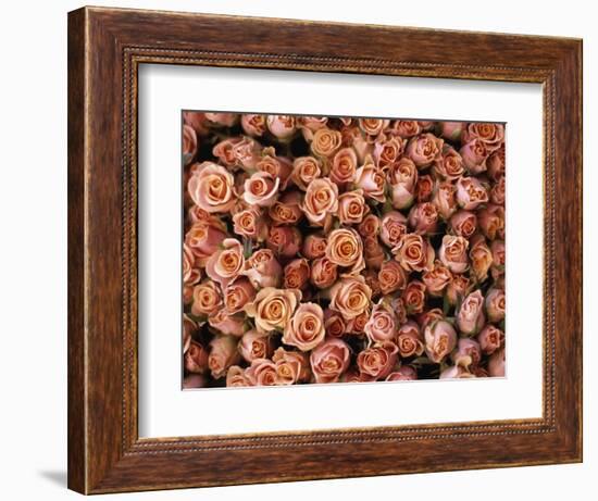 Pink Roses at Albert Kuyp Market-Owen Franken-Framed Photographic Print