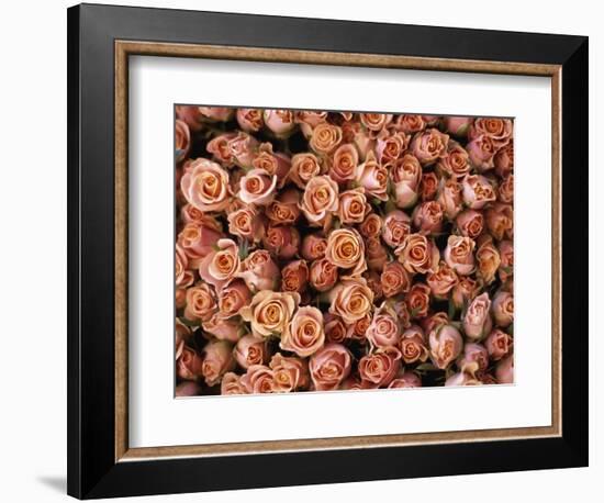 Pink Roses at Albert Kuyp Market-Owen Franken-Framed Photographic Print