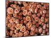 Pink Roses at Albert Kuyp Market-Owen Franken-Mounted Photographic Print