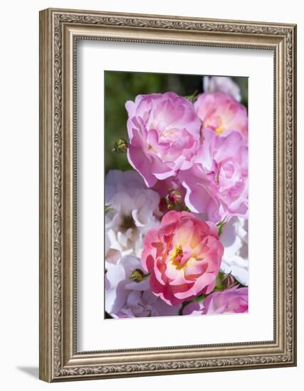 Pink Roses, Close-Up-Brigitte Protzel-Framed Photographic Print