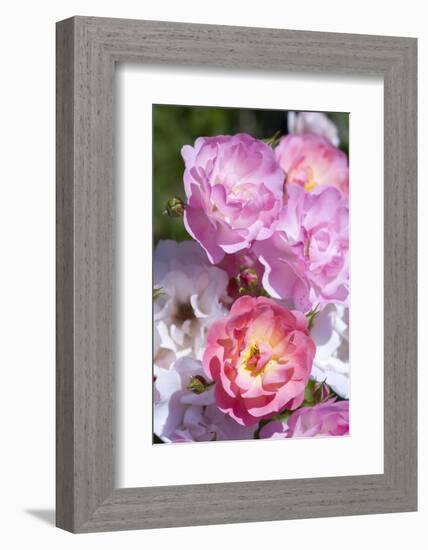 Pink Roses, Close-Up-Brigitte Protzel-Framed Photographic Print