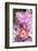 Pink Roses, Close-Up-Brigitte Protzel-Framed Photographic Print