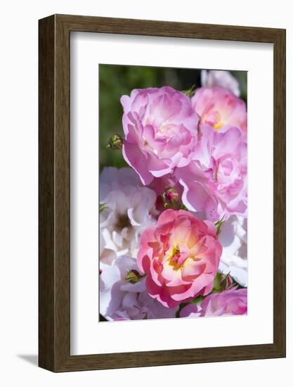 Pink Roses, Close-Up-Brigitte Protzel-Framed Photographic Print