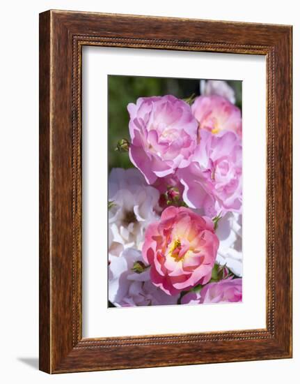 Pink Roses, Close-Up-Brigitte Protzel-Framed Photographic Print