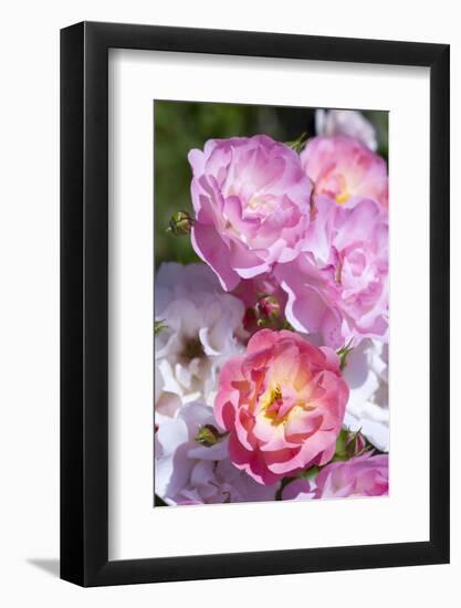 Pink Roses, Close-Up-Brigitte Protzel-Framed Photographic Print