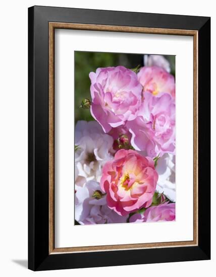 Pink Roses, Close-Up-Brigitte Protzel-Framed Photographic Print