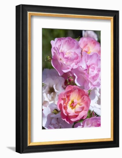 Pink Roses, Close-Up-Brigitte Protzel-Framed Photographic Print