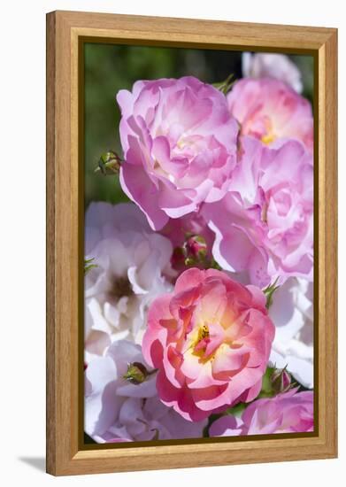 Pink Roses, Close-Up-Brigitte Protzel-Framed Premier Image Canvas