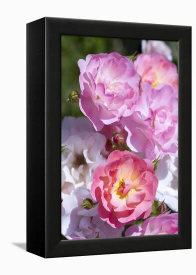 Pink Roses, Close-Up-Brigitte Protzel-Framed Premier Image Canvas