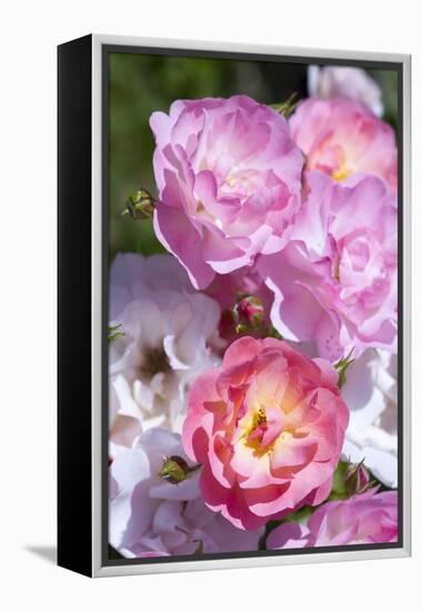 Pink Roses, Close-Up-Brigitte Protzel-Framed Premier Image Canvas