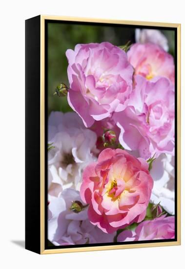 Pink Roses, Close-Up-Brigitte Protzel-Framed Premier Image Canvas