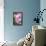 Pink Roses, Close-Up-Brigitte Protzel-Framed Premier Image Canvas displayed on a wall