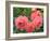 Pink Roses in the Garden-weter777-Framed Photographic Print