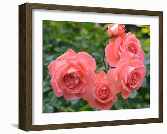 Pink Roses in the Garden-weter777-Framed Photographic Print