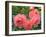 Pink Roses in the Garden-weter777-Framed Photographic Print