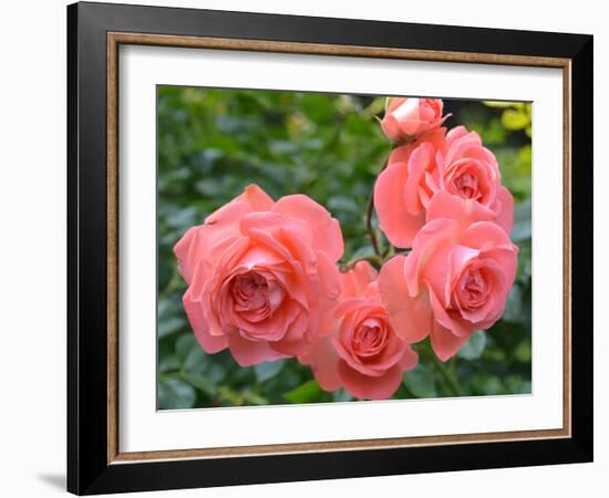 Pink Roses in the Garden-weter777-Framed Photographic Print