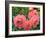 Pink Roses in the Garden-weter777-Framed Photographic Print