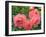 Pink Roses in the Garden-weter777-Framed Photographic Print