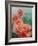 Pink Roses, Prima Ballerina-Karen Armitage-Framed Giclee Print