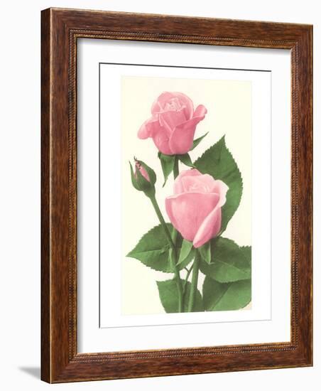 Pink Roses-null-Framed Art Print