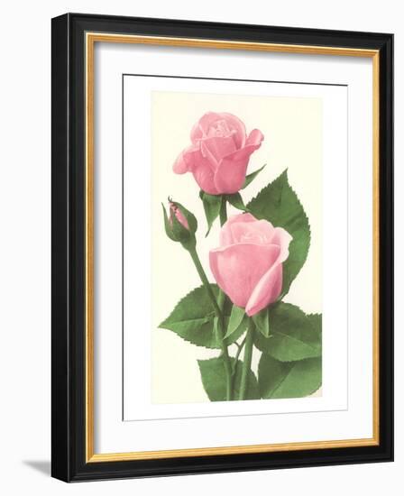 Pink Roses-null-Framed Art Print