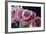 Pink Roses-Anna Miller-Framed Photographic Print