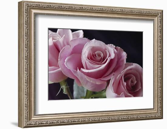 Pink Roses-Anna Miller-Framed Photographic Print