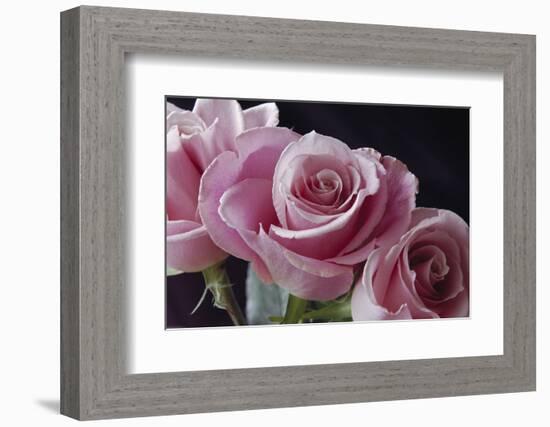 Pink Roses-Anna Miller-Framed Photographic Print