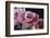 Pink Roses-Anna Miller-Framed Photographic Print