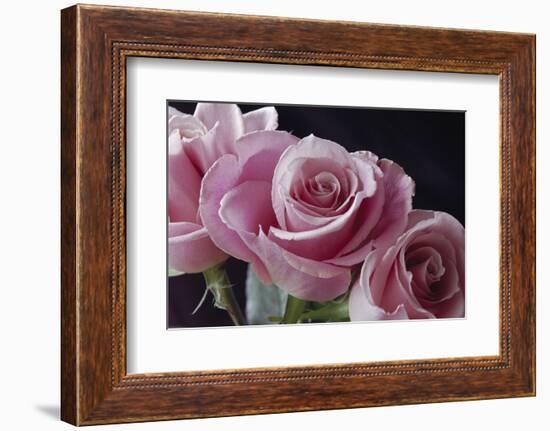 Pink Roses-Anna Miller-Framed Photographic Print