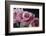 Pink Roses-Anna Miller-Framed Photographic Print