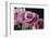 Pink Roses-Anna Miller-Framed Photographic Print