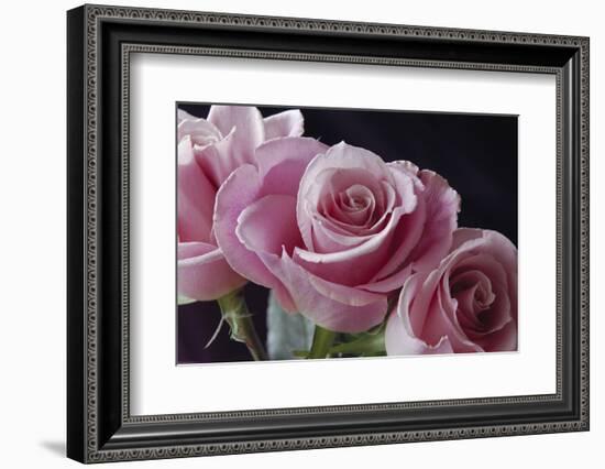 Pink Roses-Anna Miller-Framed Photographic Print