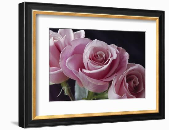 Pink Roses-Anna Miller-Framed Photographic Print