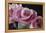 Pink Roses-Anna Miller-Framed Premier Image Canvas