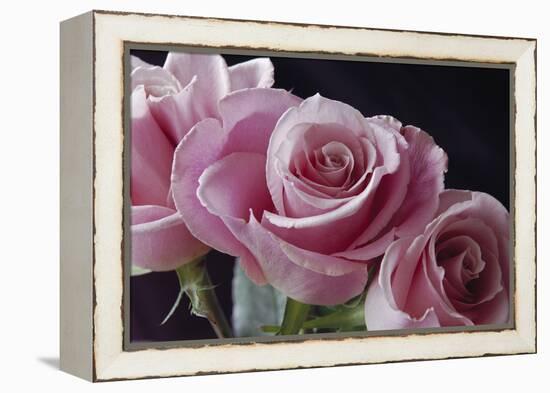 Pink Roses-Anna Miller-Framed Premier Image Canvas