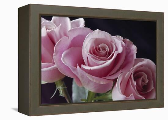 Pink Roses-Anna Miller-Framed Premier Image Canvas