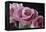 Pink Roses-Anna Miller-Framed Premier Image Canvas