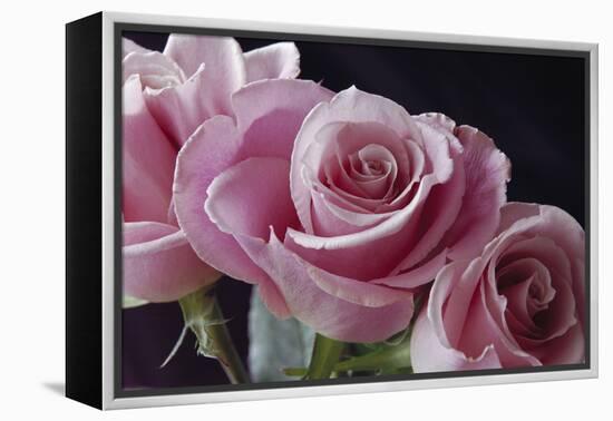 Pink Roses-Anna Miller-Framed Premier Image Canvas